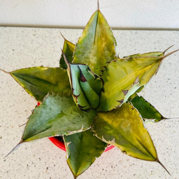 Agave titanota Silver for Australian gardens, patios, and rock landscapes