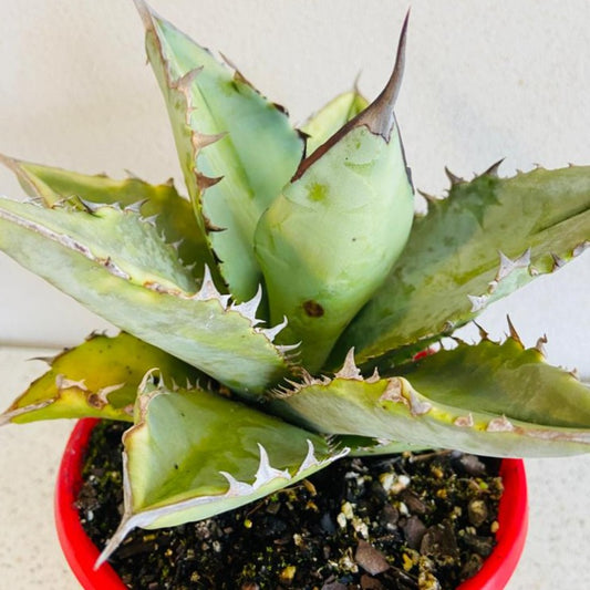 Agave titanota Silver with silver-blue leaves in a compact rosette