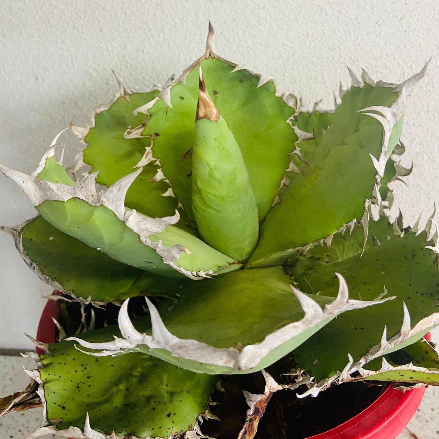 Agave titanota with silver-blue leaves growing in a compact rosette