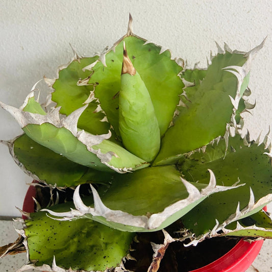 Agave titanota with silver-blue leaves growing in a compact rosette