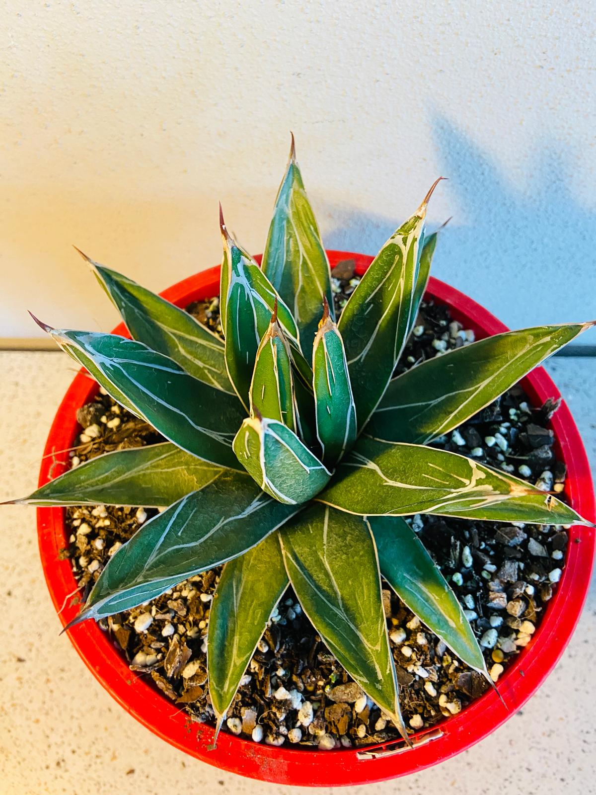 Agave victoriae-reginae supplied in a 130mm nursery pot