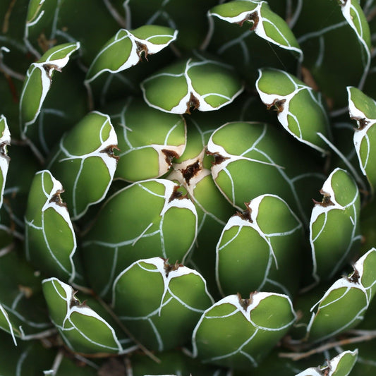 Queen Victoria Agave with compact symmetrical rosette