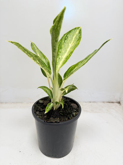 Aglaonema Eileen indoor plant supplied in a 100mm black pot