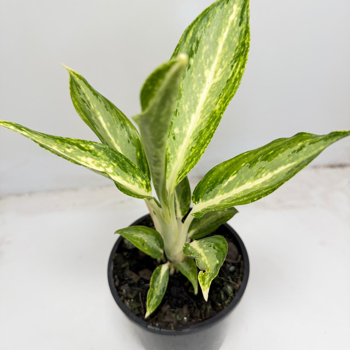 Aglaonema Eileen Chinese Evergreen with green and silver variegated leaves