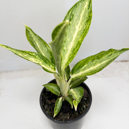 Aglaonema Eileen Chinese Evergreen with green and silver variegated leaves