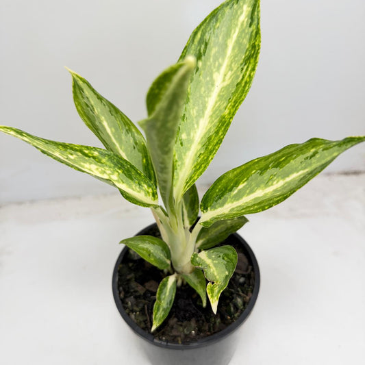 Aglaonema Eileen Chinese Evergreen with green and silver variegated leaves