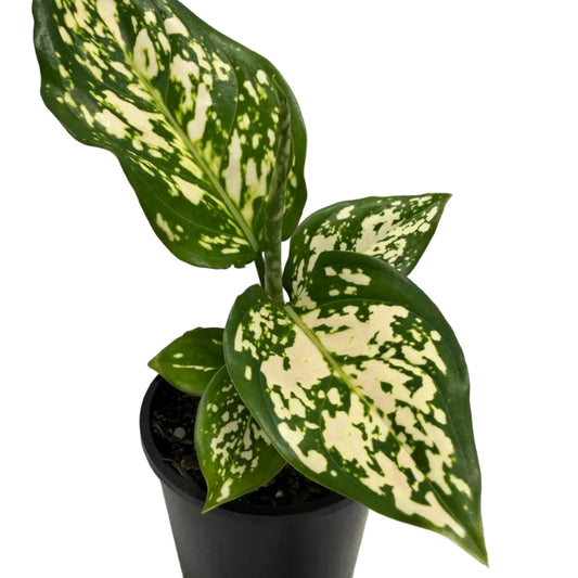 Aglaonema Eileen Chinese Evergreen with silver variegated green leaves