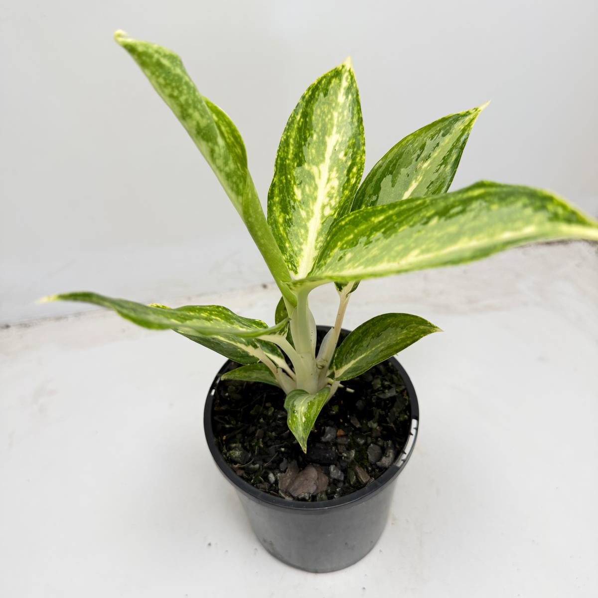 Aglaonema Eileen easy care indoor houseplant for Australian homes