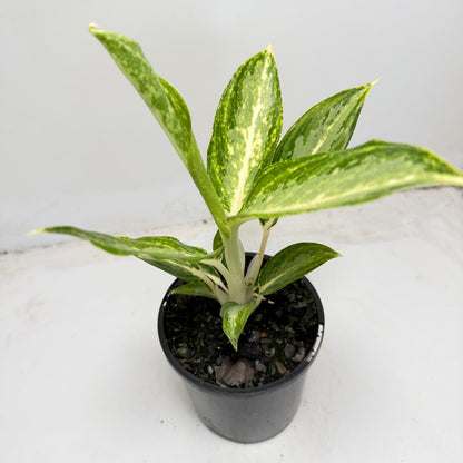 Aglaonema Eileen easy care indoor houseplant for Australian homes