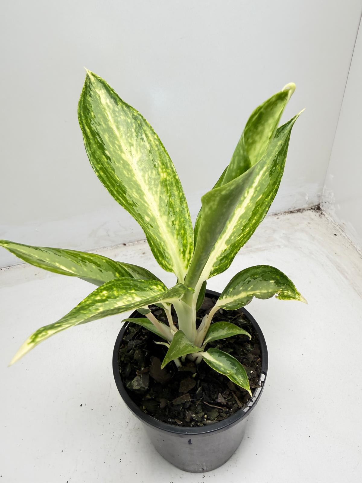 Aglanema Elieen - 100mm Succulents World