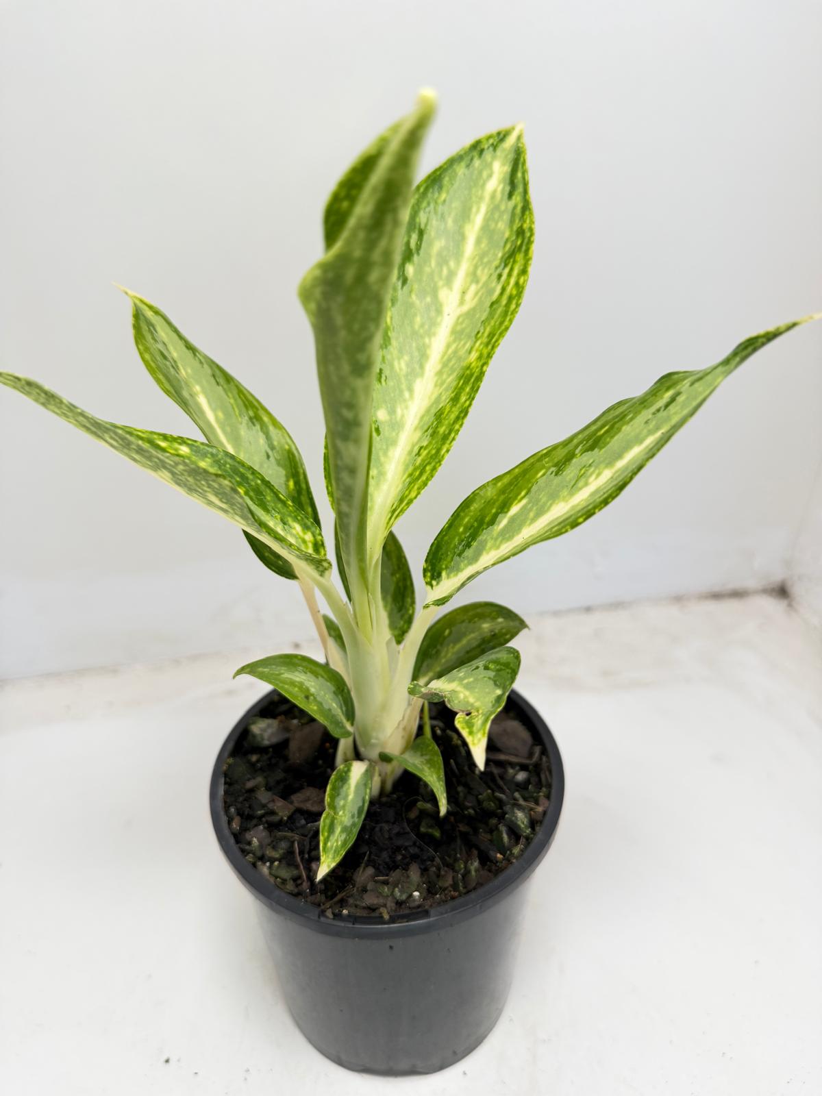 Close up of Aglaonema Eileen silver variegated foliage