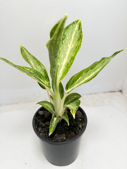 Close up of Aglaonema Eileen silver variegated foliage