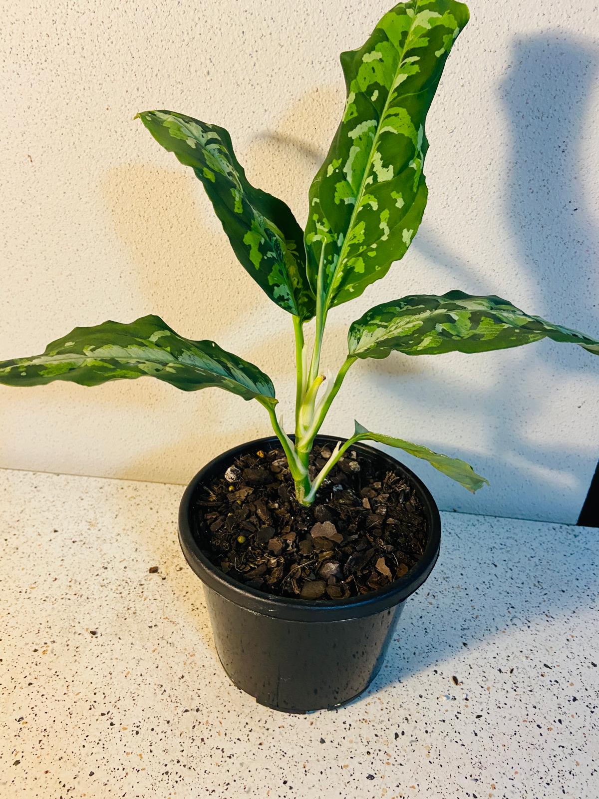 Aglaonema pictum ‘Tricolor’ grown in a 140mm pot with compact indoor growth