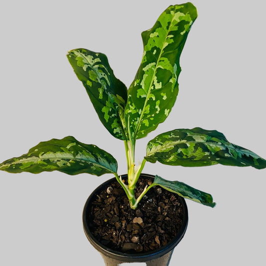 Aglaonema pictum ‘Tricolor’ plant with camouflage-patterned green and silver leaves