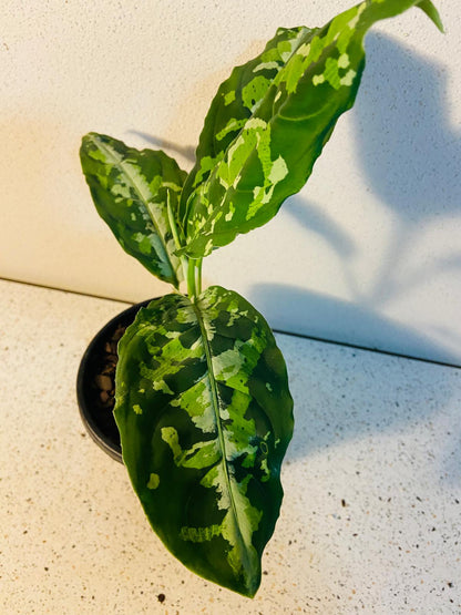 Close-up of Aglaonema Tricolor leaves with green, grey, and cream markings