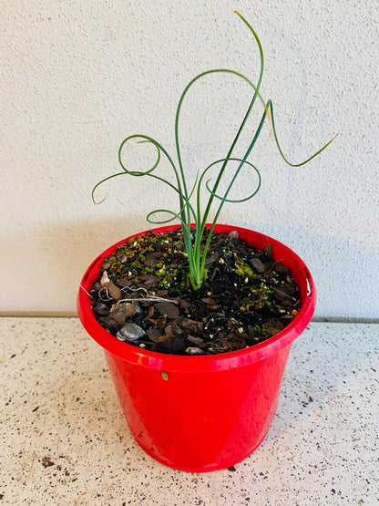 Close-up of Albuca Spiralis curly leaves with natural spiral shape