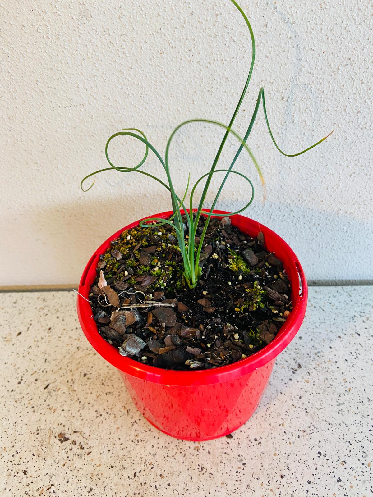 Albuca spiralis with curled spiral leaves
