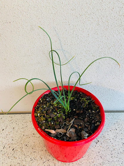 Albuca Spiralis succulent plant with upright curled leaves and bulbous growth