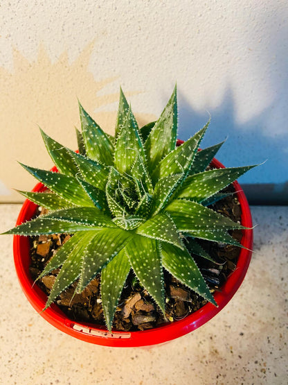 Aloe Aristata Lace Aloe rosette