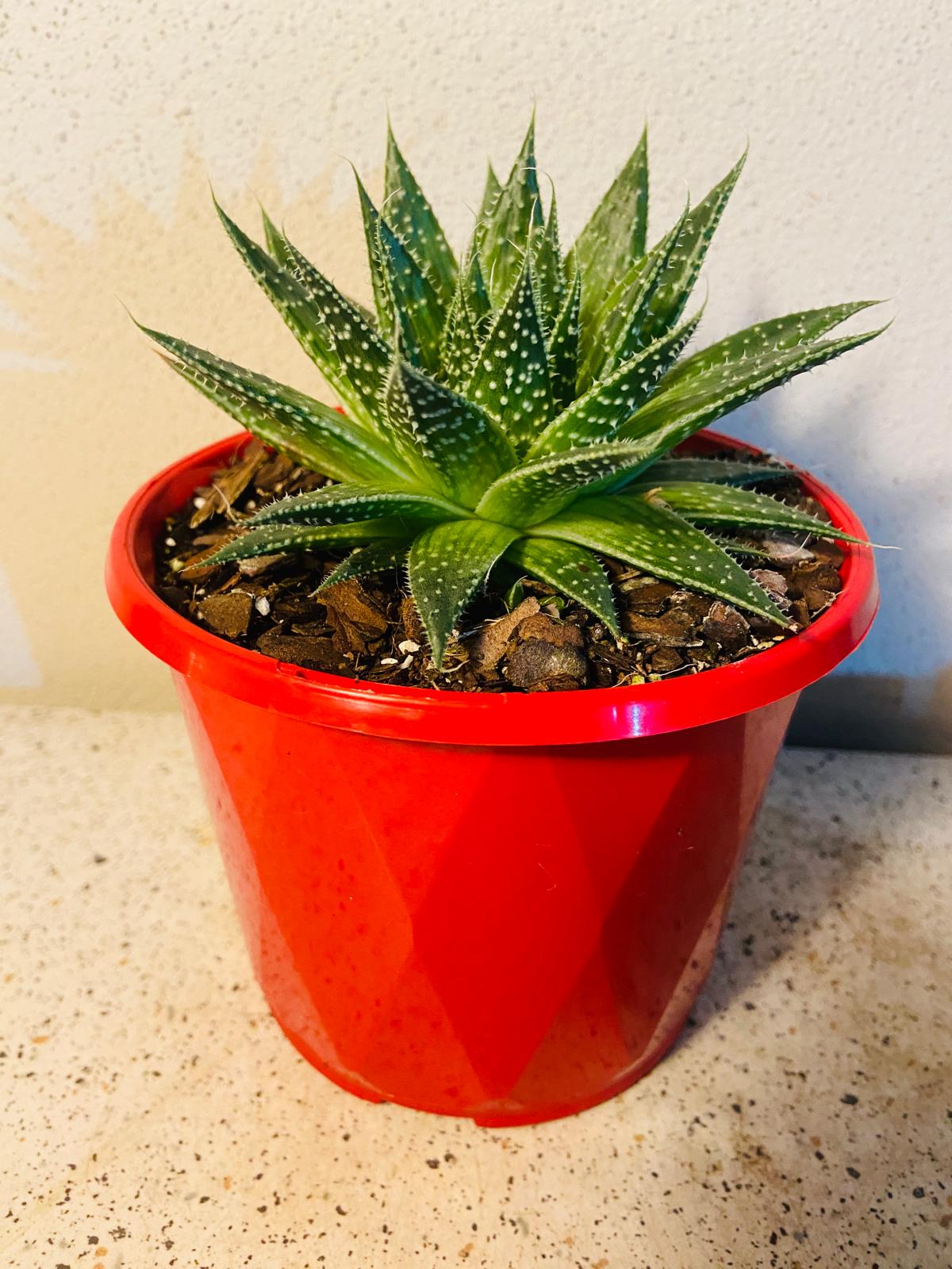Aloe Aristata white spotted leaves