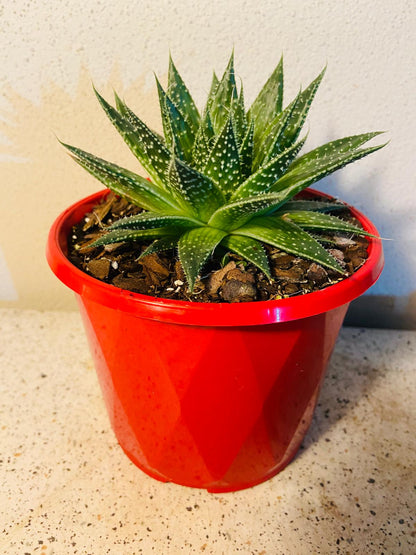 Aloe Aristata white spotted leaves