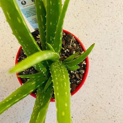 Aloe Vera indoor and outdoor succulent for pots patios and gardens top view
