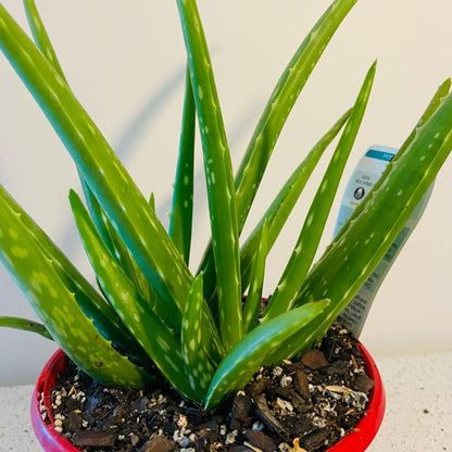 Aloe Vera medicinal succulent plant with thick water-storing leaves
