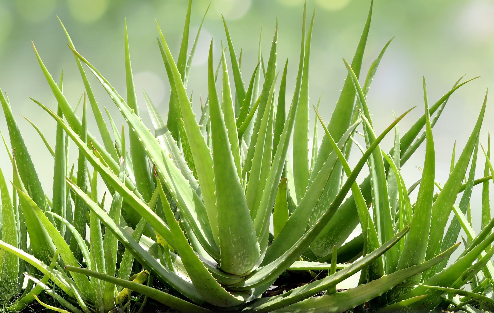 buy aloe vera plant online Aloe Vera Plant for Sale Online