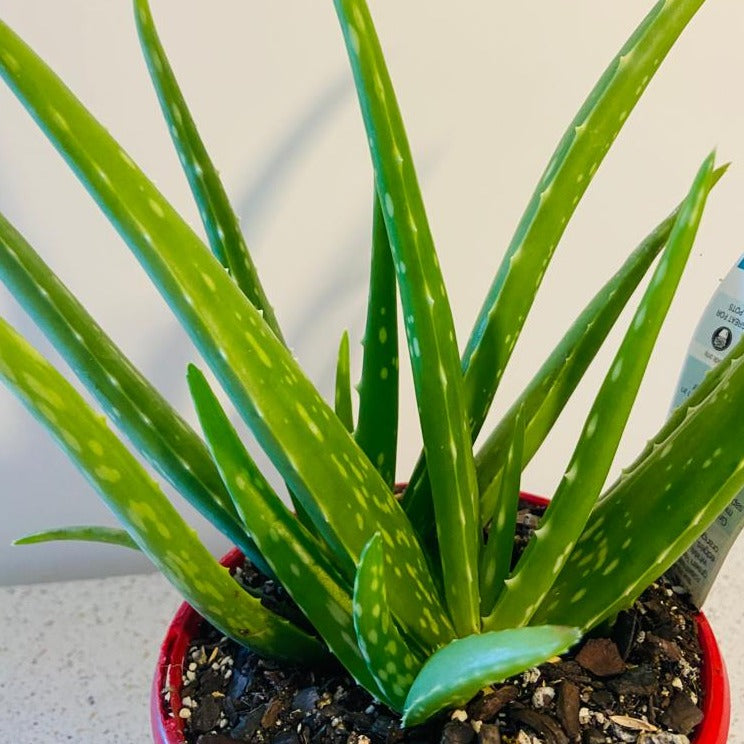 Aloe Vera plant suitable for Australian homes and gardens