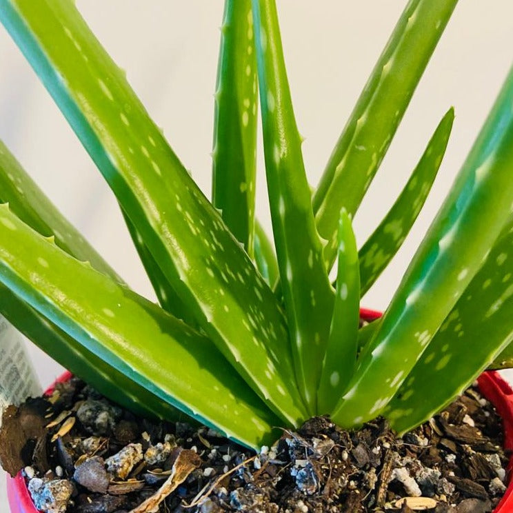 Potted Aloe Vera succulent with upright green foliage