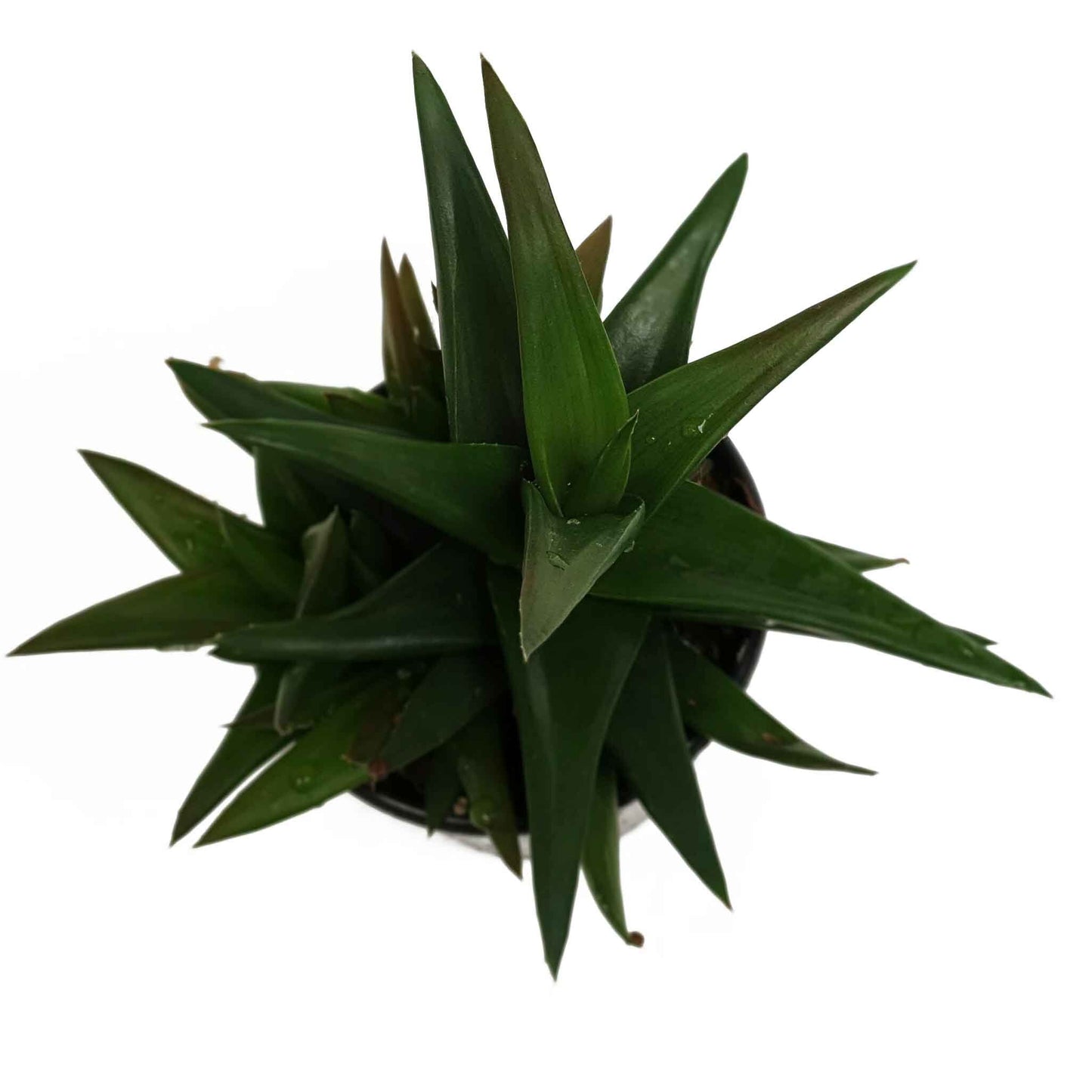 Aloe 'Black Gem'  80mm