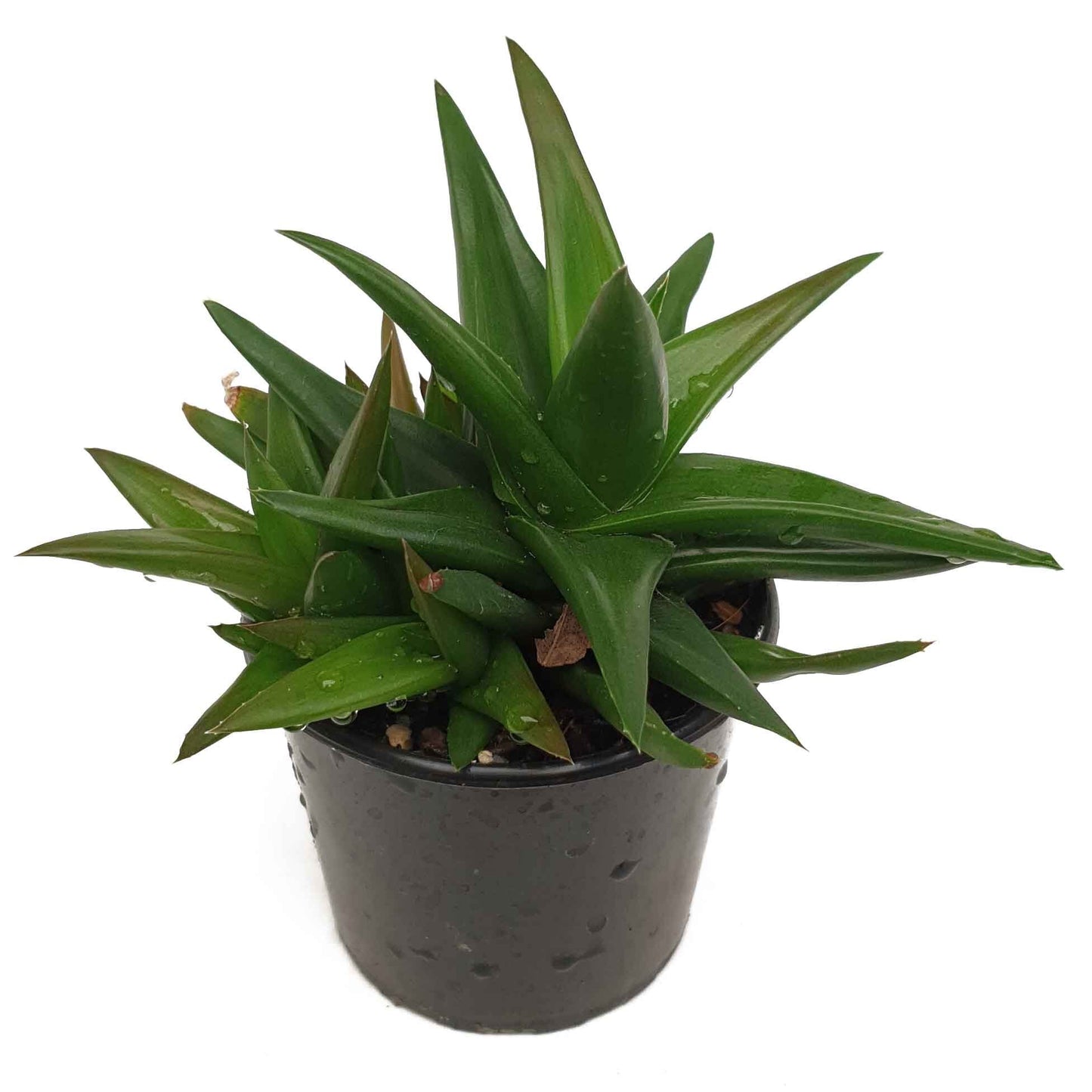 Aloe 'Black Gem'  80mm