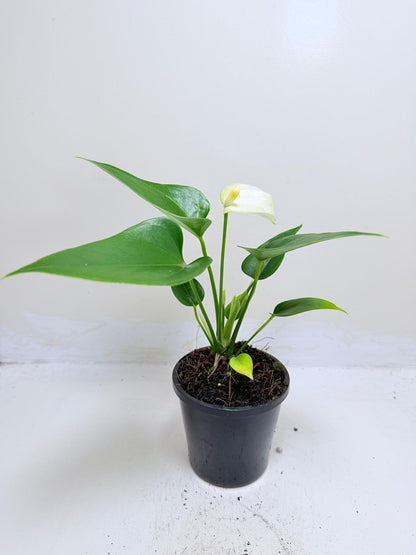 Anthurium Alpine – Elegant White Flowering Indoor Plant Succulents World