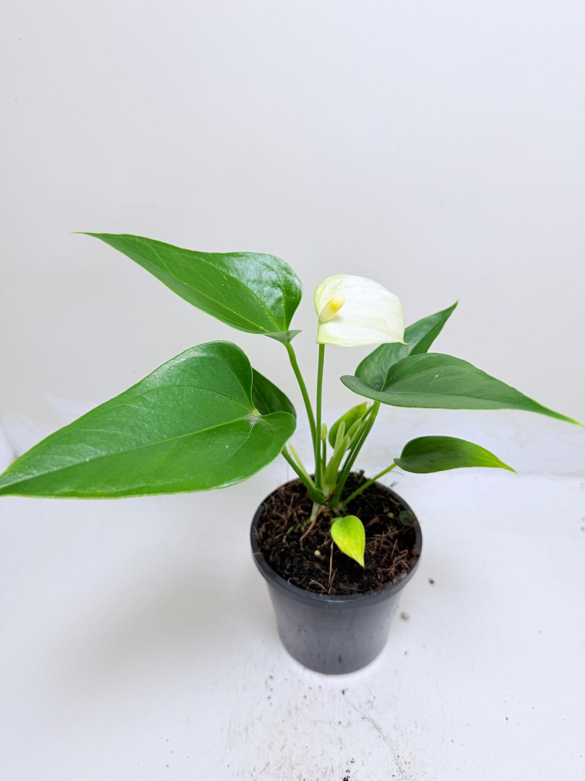 Anthurium Alpine – Elegant White Flowering Indoor Plant Succulents World