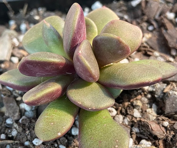 Close-up view of Anacampseros rufescens rosette with soft textured leaves