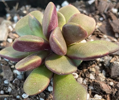 Close-up view of Anacampseros rufescens rosette with soft textured leaves