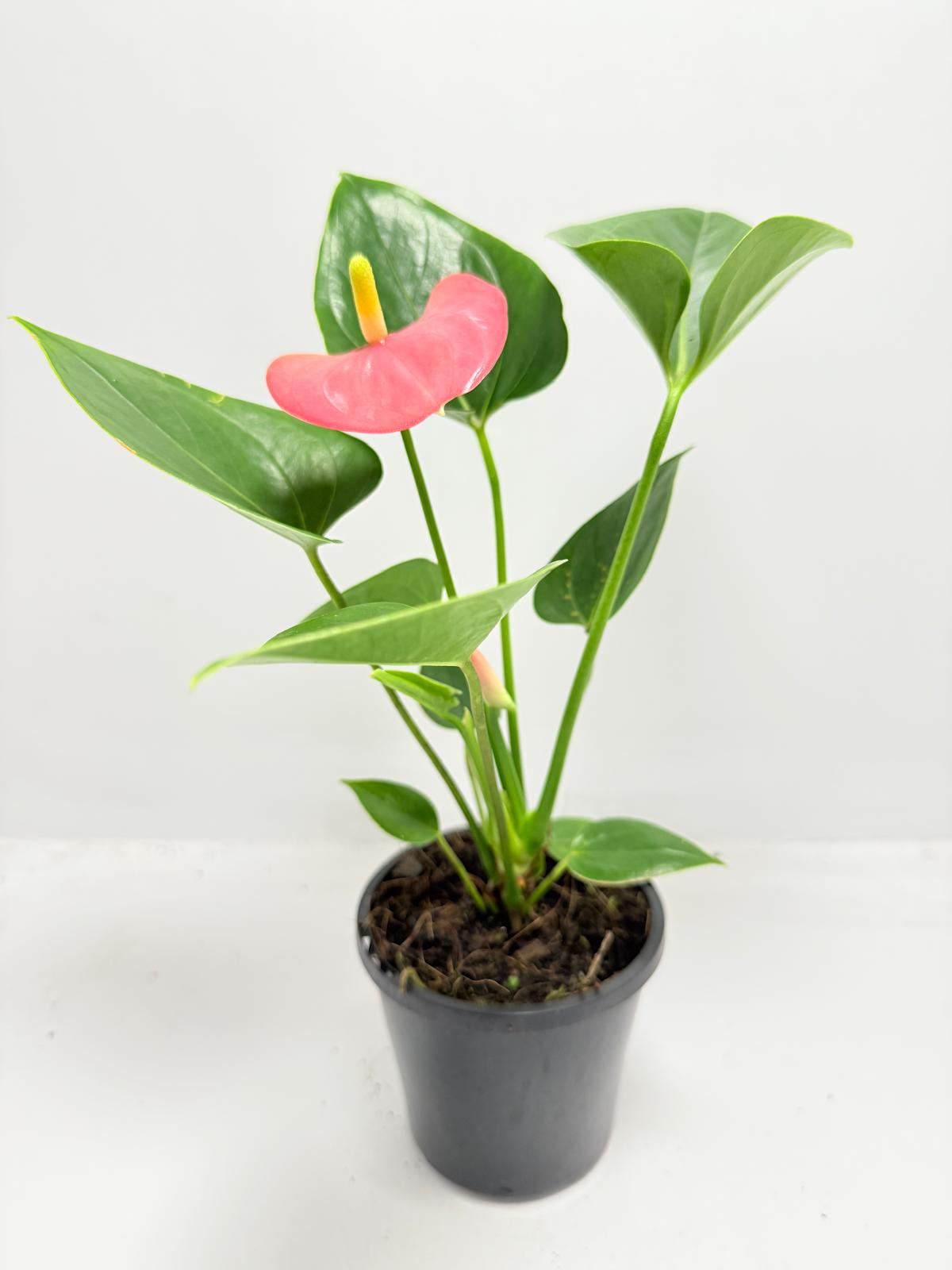 Anthurium Amanthi growing in a 100mm nursery pot