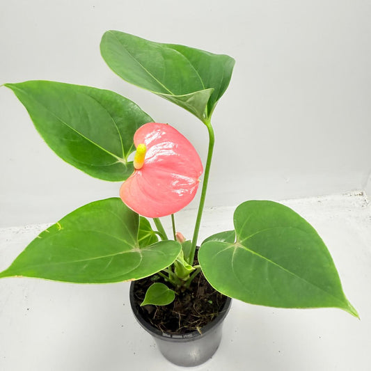 Anthurium Amanthi indoor plant with elegant green tropical foliage