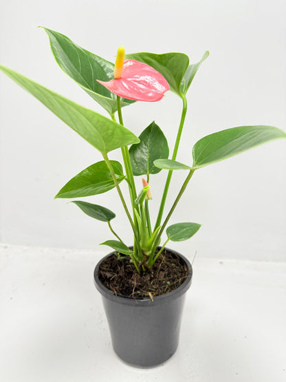 Close-up view of Anthurium Amanthi leaves with detailed tropical foliage