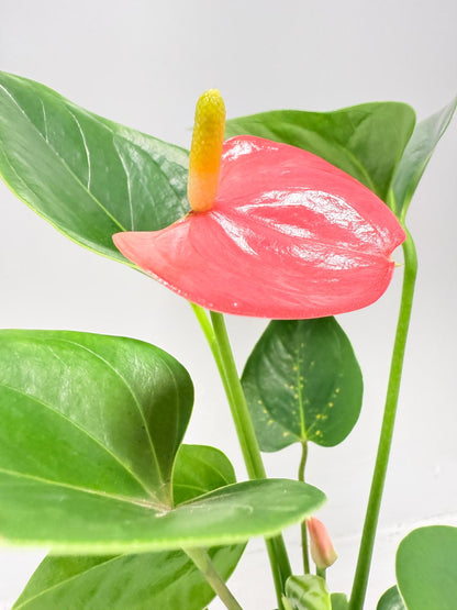 Rare Anthurium Amanthi plant displaying lush green leaves