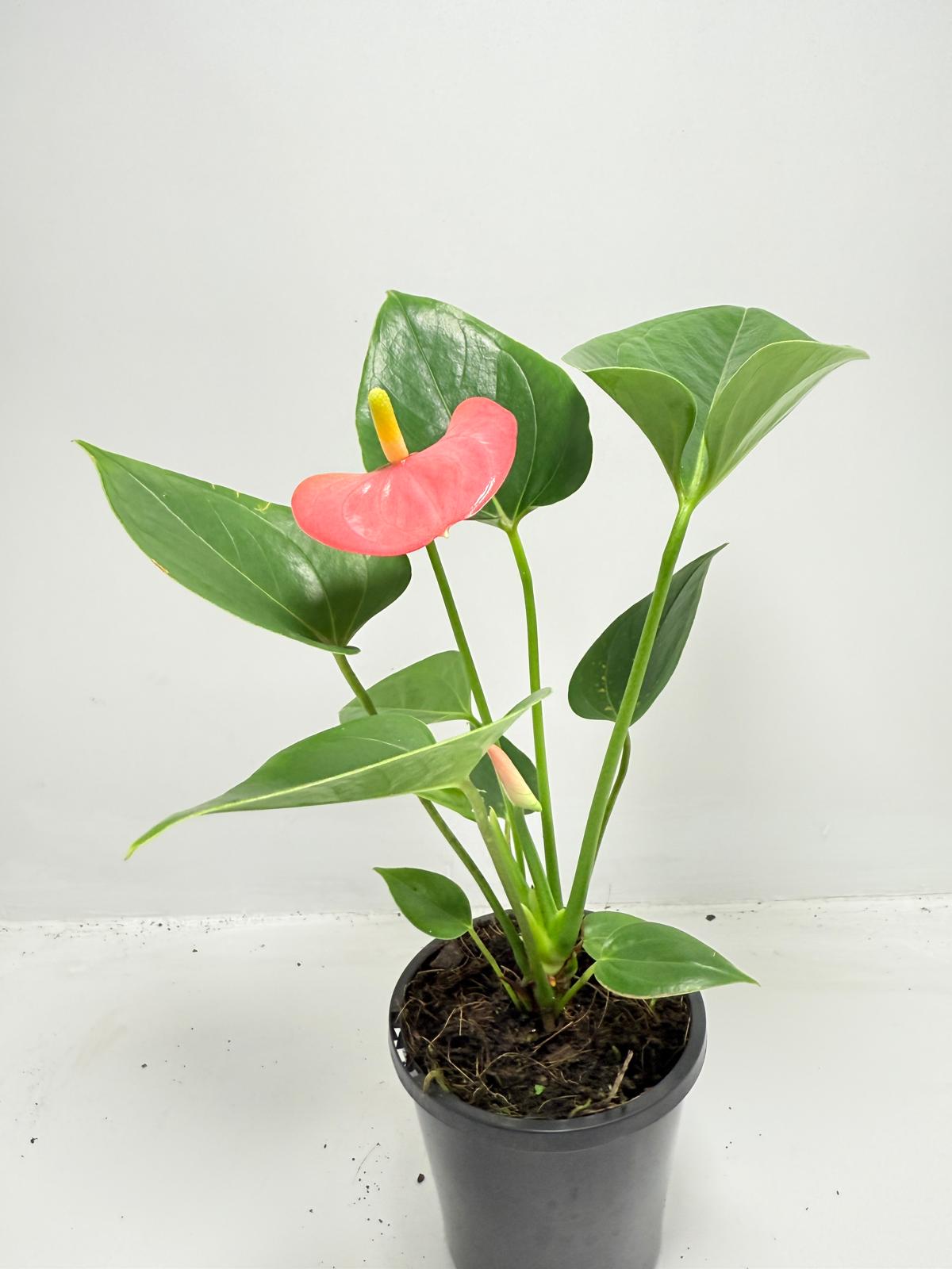 Tropical Anthurium Amanthi houseplant for indoor plant collections