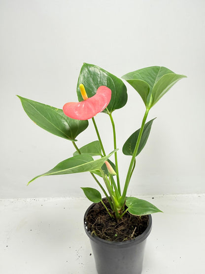 Tropical Anthurium Amanthi houseplant for indoor plant collections