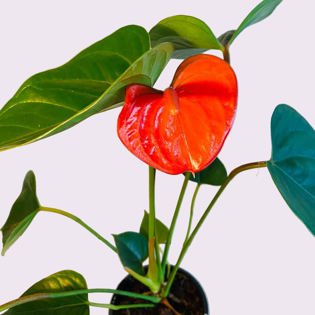 Anthurium Bugati Royale My Store