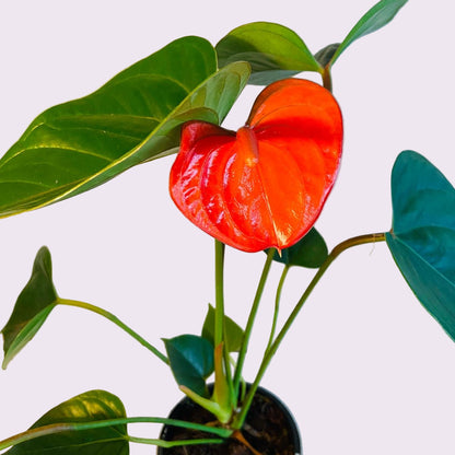 Anthurium Bugati Royale My Store