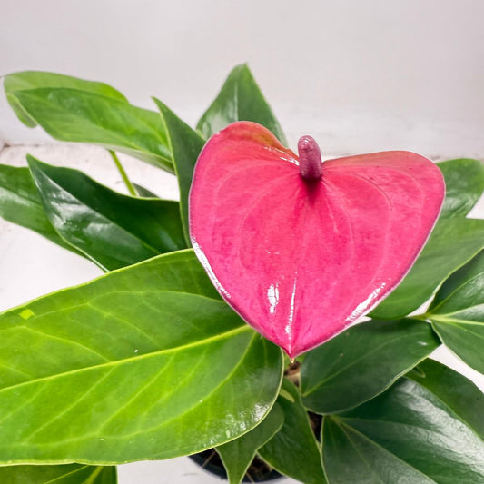 Anthurium Cirano 100mm My Store