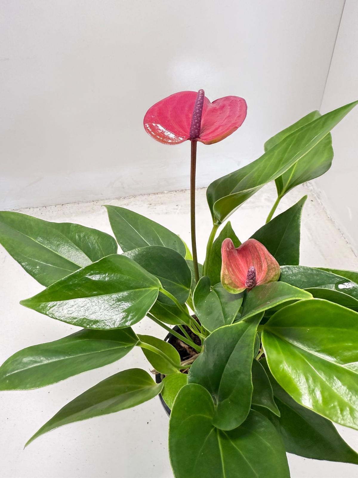 Anthurium Cirano 100mm My Store