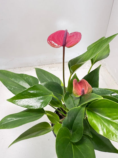 Anthurium Cirano 100mm My Store