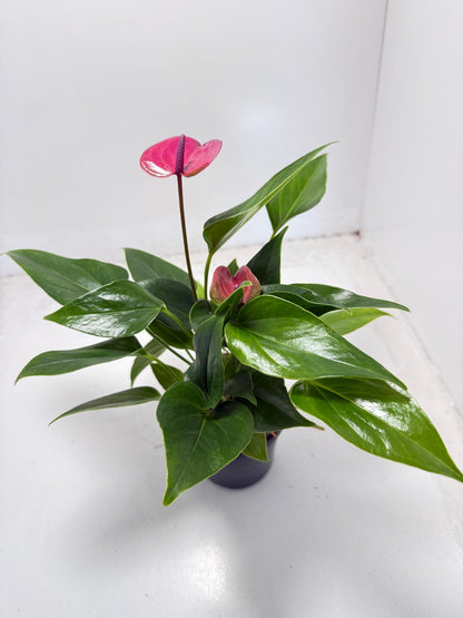 Anthurium Cirano 100mm My Store