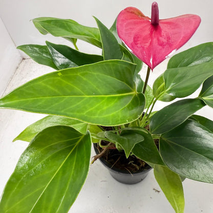 Anthurium Cirano 100mm My Store