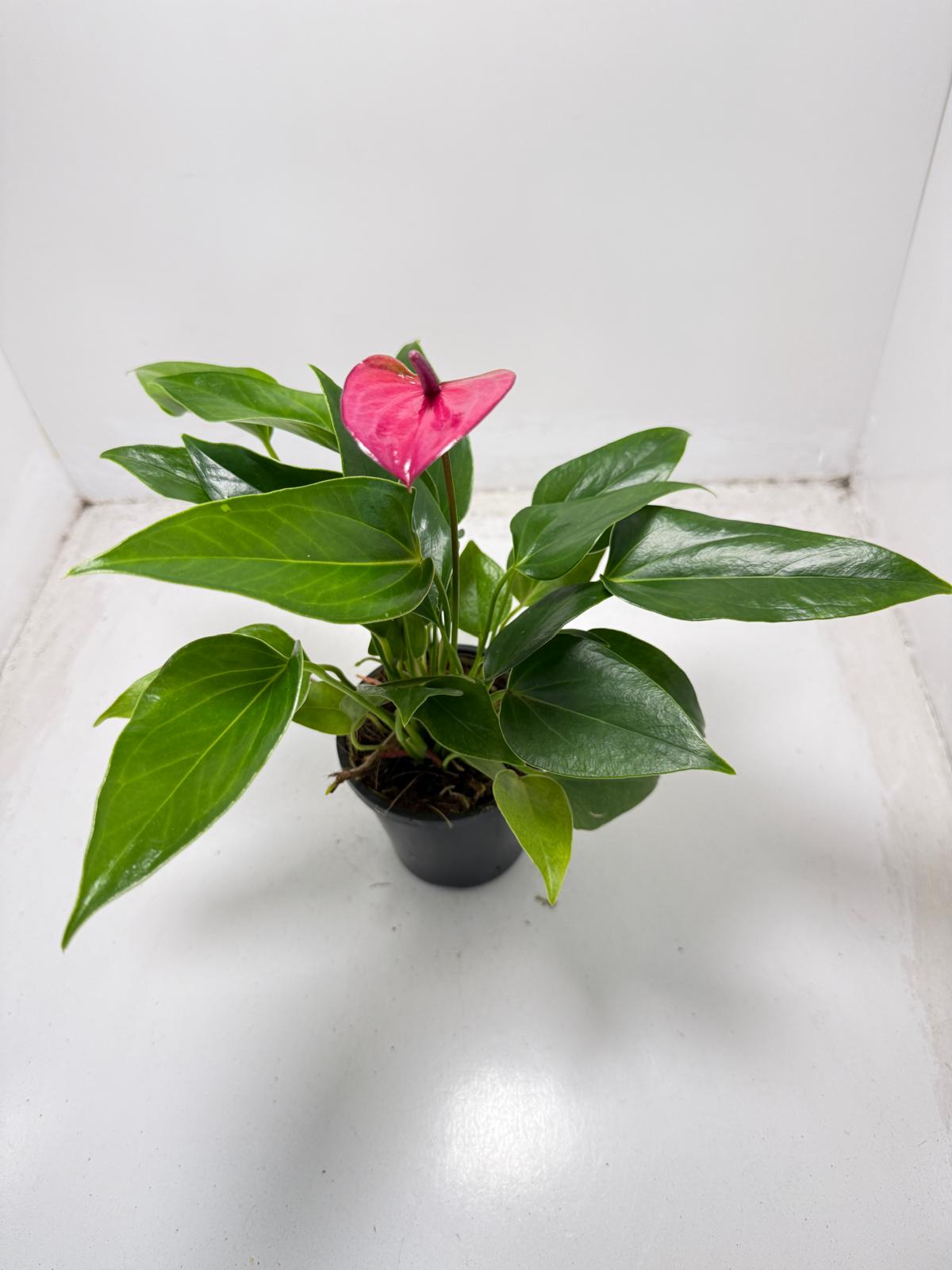 Anthurium Cirano 100mm My Store
